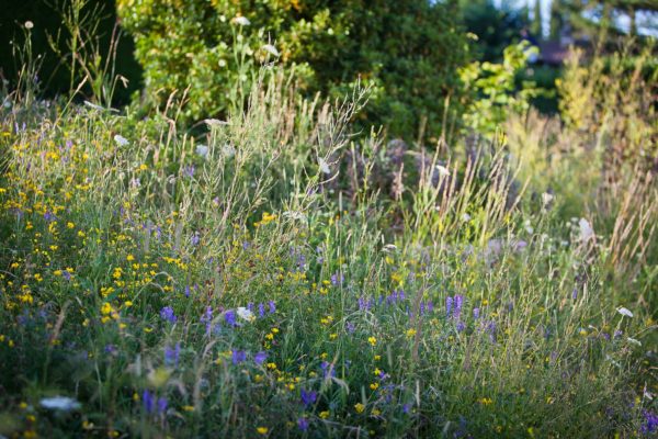 OH-ch Mélange de fleurs annuelles - Mille et un Jardins - (1kg -50m2)