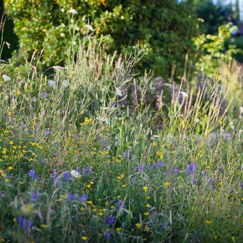 Mélange annuel écotype - Mille et un Jardins - 1kg (50m2)