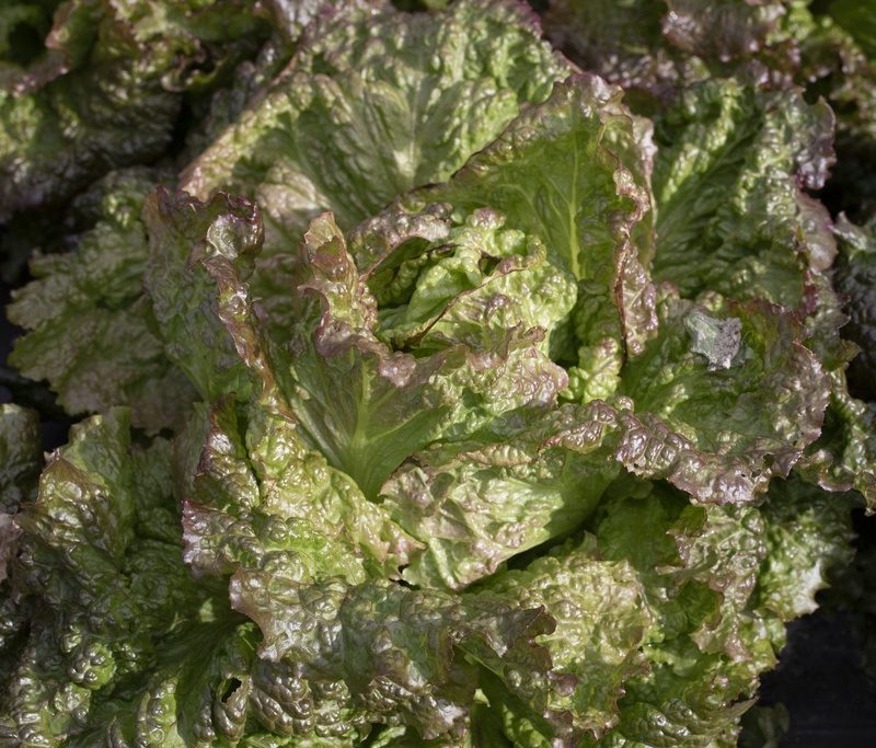 Laitue - Frisée de Changins - BIO