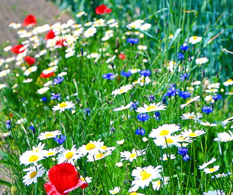 Engrais verts - Mélange de fleurs messicoles