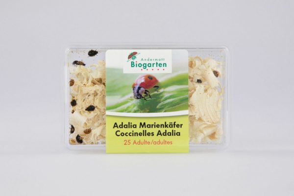 Adalia, coccinelles contre les pucerons