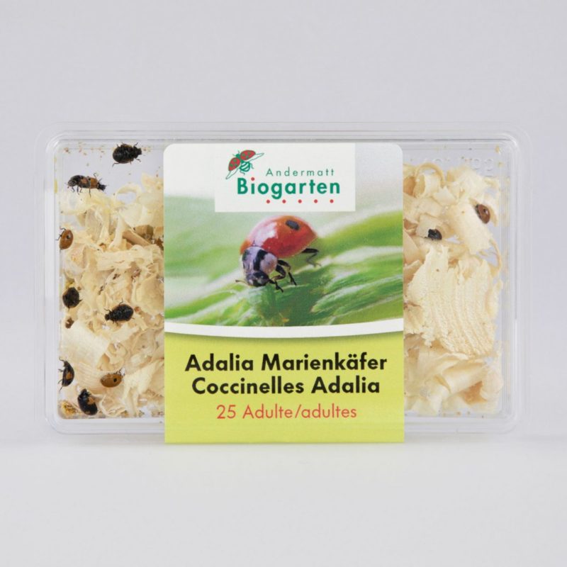 Adalia, coccinelles contre les pucerons