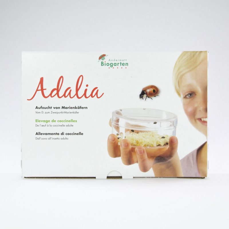 Adalia - Set d'élevage de coccinelles