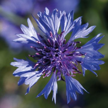 Bleuet - BIO