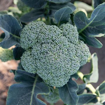 Brocoli - Coastal - Sélection Z - BIO