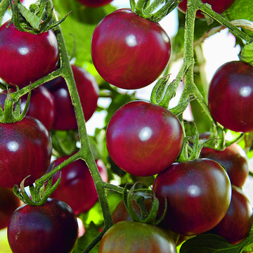 Cerise noire - Tomates mini - BIO