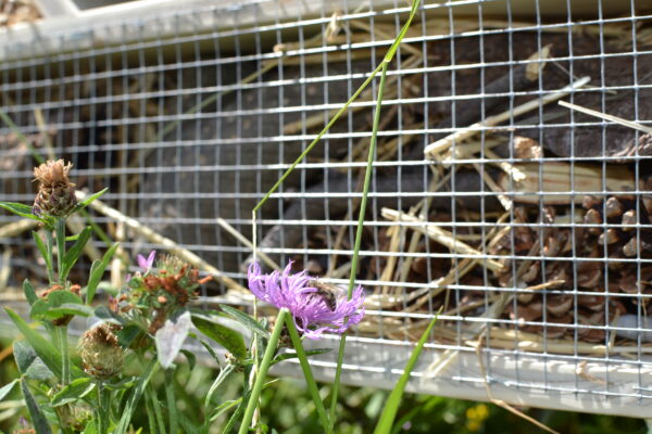 Hôtel à insectes *** – Image 10