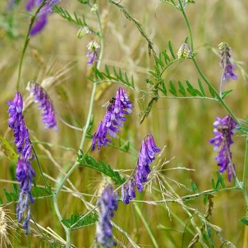 Pause hivernale - Engrais verts