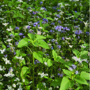 Pré fleuri pour auxiliaires - Engrais verts