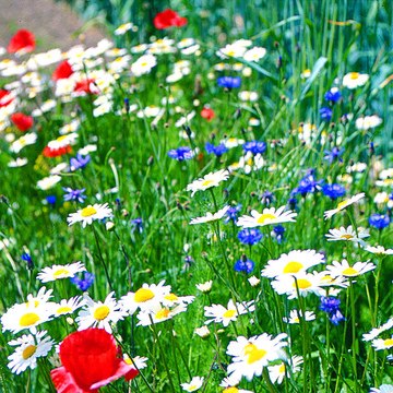 Flore adventive - BIO