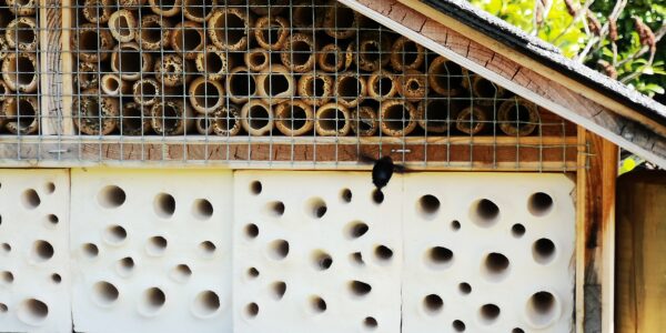 Hôtel à insectes *** – Image 2