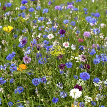 Paradis des abeilles - Mélange - BIO