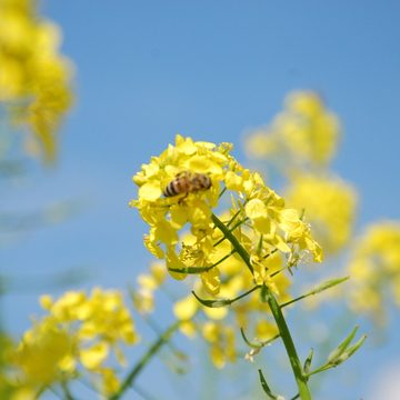 Moutarde - BIO