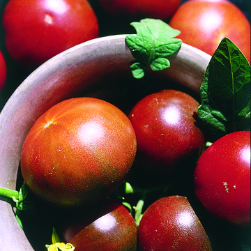 Noire de Crimée - Tomates - BIO