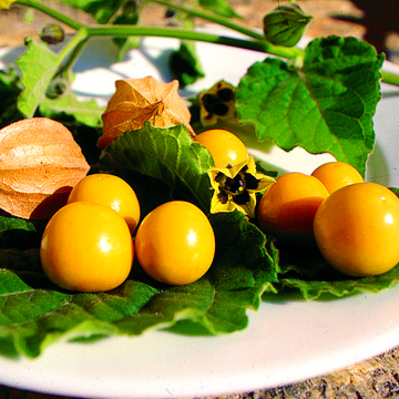 Physalis - Coqueret du Pérou - BIO