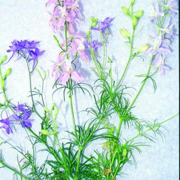 Pied d'Alouette - Mélange - BIO