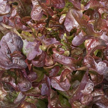 Rossino - Laitue - BIO