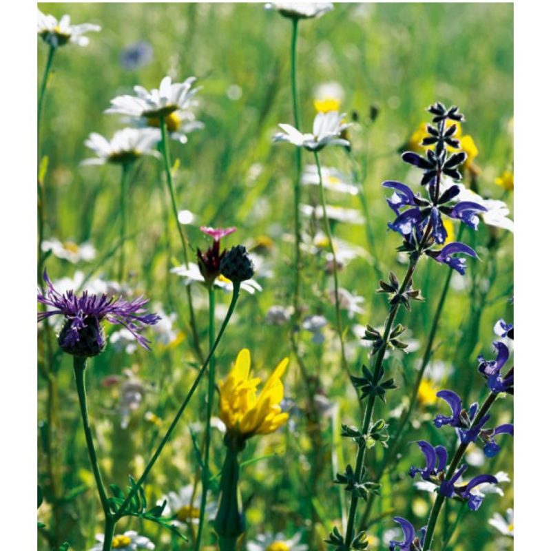 Prairie fleurie - OH - Fleurs des champs - 2.5kg (125m2)