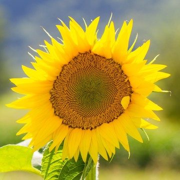 Tournesol - Soleil d'Italie - BIO