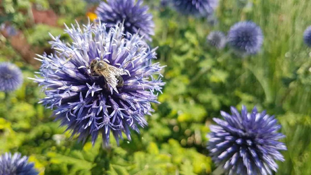 Abeille