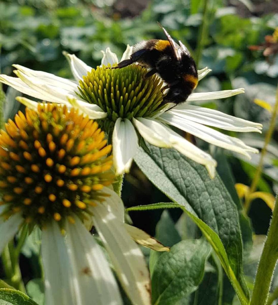 Abeille