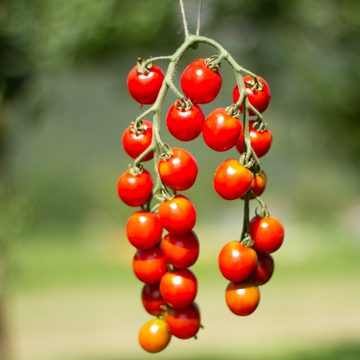 Miel du Mexique - Tomates mini - BIO