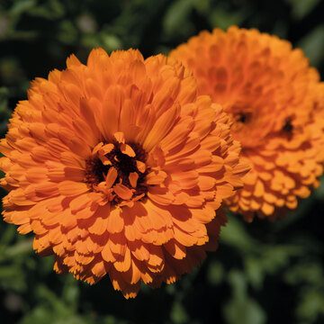 Souci - Merveille Orange - BIO