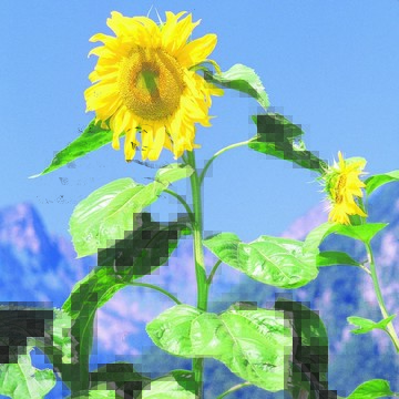 Tournesol - Joyeux Géant - BIO