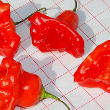 Poivron & Piment - Piment cloche - BIO