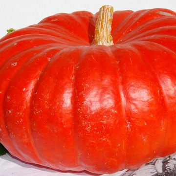 Rouge Vif d'Etampes - Courge, Potiron, Potimaron - BIO
