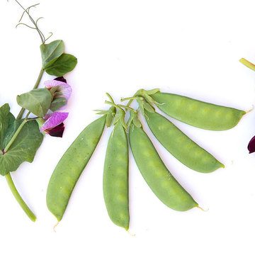 Pois mangetout - Wegisser - BIO