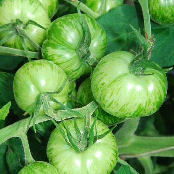 Zèbre vert- Tomates - BIO