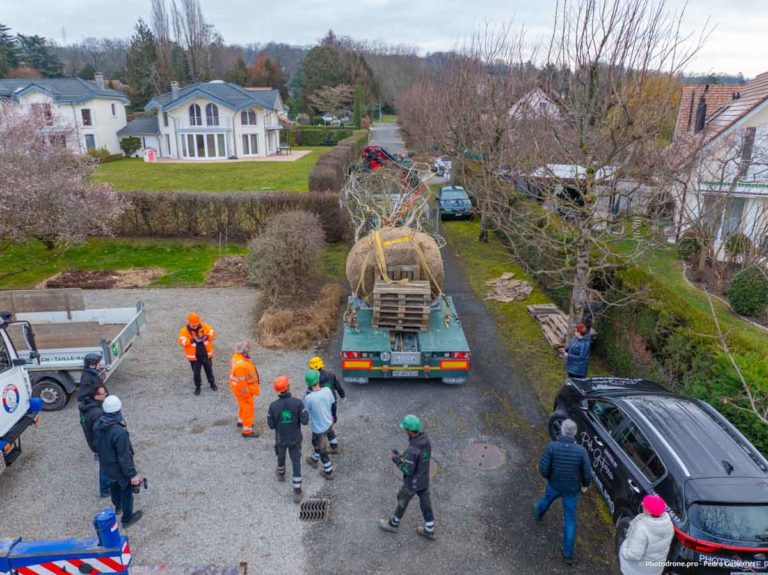 Plantation de grands arbres