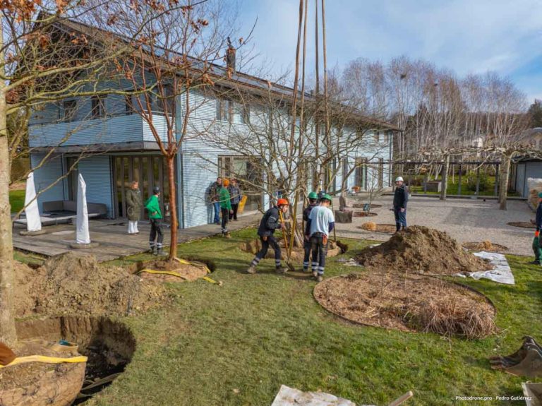 Plantation de grands arbres