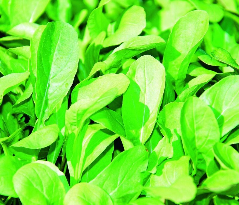 Roquette (plante annuelle)