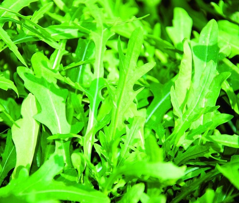 Roquette sauvage (vivace)